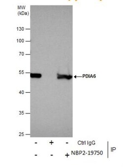 PDIA6 Antibody, Novus Biologicals 0.1mL; Unlabeled:Antibodies, Polyclonal