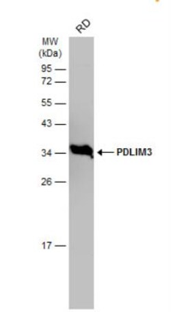 PDLIM3 Antibody, Novus Biologicals 0.1mL; Unlabeled:Antibodies, Polyclonal