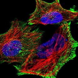 PDLIM7 Antibody, Novus Biologicals:Antibodies:Primary Antibodies
