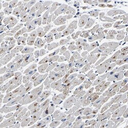 PDLIM7 Antibody, Novus Biologicals:Antibodies:Primary Antibodies
