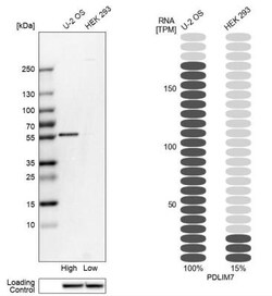 PDLIM7 Antibody, Novus Biologicals:Antibodies:Primary Antibodies