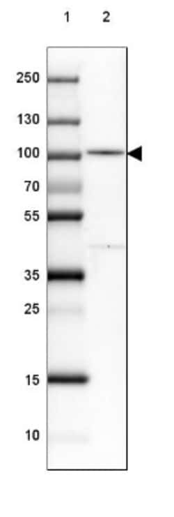 PDXDC1 Antibody, Novus Biologicals 25 &mu;L | Buy Online | Novus Biologicals | Fisher Scientific