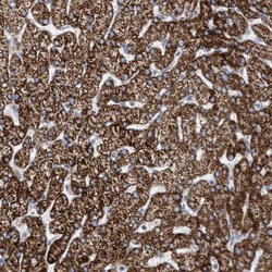PECI Antibody, Novus Biologicals 0.1 mL | Buy Online | Novus Biologicals | Fisher Scientific