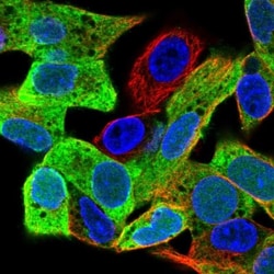 PEG10 Antibody, Novus Biologicals 25 &mu;L, Unlabeled:Antibodies, Polyclonal