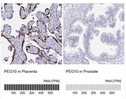 PEG10 Antibody, Novus Biologicals 25 &mu;L, Unlabeled:Antibodies, Polyclonal