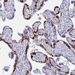 PEG10 Antibody, Novus Biologicals 25 &mu;L, Unlabeled:Antibodies, Polyclonal