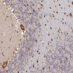 PELI3 Antibody, Novus Biologicals:Antibodies:Primary Antibodies