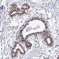 PELP1 Antibody, Novus Biologicals 0.1mL; Unlabeled:Antibodies, Polyclonal