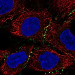 PEPP3 Antibody, Novus Biologicals:Antibodies:Primary Antibodies