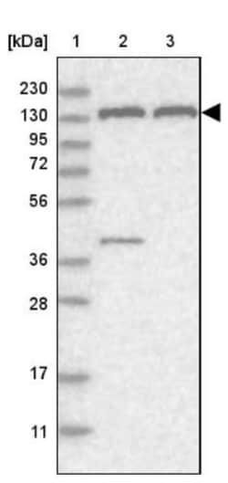 PEX1 Antibody, Novus Biologicals 25ul | Buy Online | Novus Biologicals | Fisher Scientific
