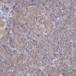 PEX13 Antibody, Novus Biologicals:Antibodies:Primary Antibodies