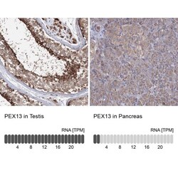 PEX13 Antibody, Novus Biologicals:Antibodies:Primary Antibodies