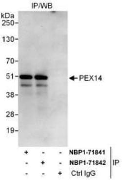 PEX14 Antibody, Novus Biologicals 0.1mg; Unlabeled:Antibodies, Polyclonal