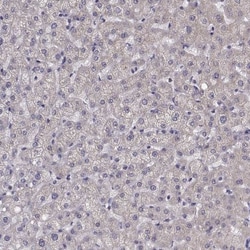PEX5L Antibody, Novus Biologicals 0.1mL; Unlabeled:Antibodies, Polyclonal