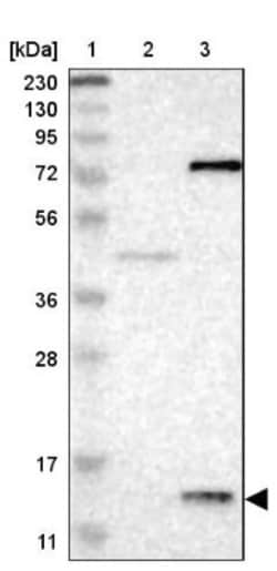 PFDN1 Antibody, Novus Biologicals:Antibodies:Primary Antibodies