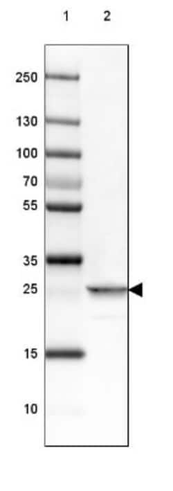 PGAM2 Antibody, Novus Biologicals:Antibodies:Primary Antibodies