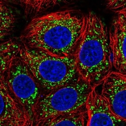 PGAM5 Antibody, Novus Biologicals 0.1mL; Unlabeled:Antibodies, Polyclonal