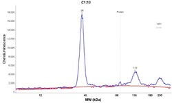 PGAM5 Antibody, Novus Biologicals 0.1mL; Unlabeled:Antibodies, Polyclonal