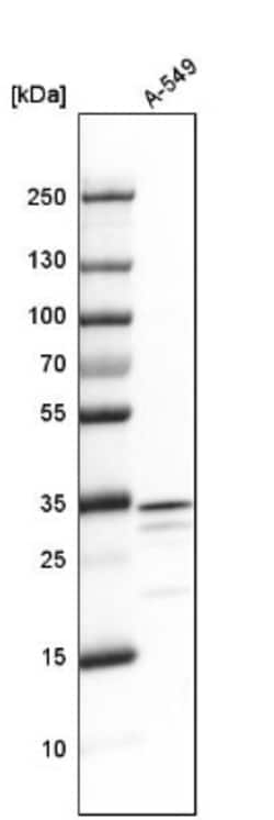 PGAM5 Antibody, Novus Biologicals 0.1mL; Unlabeled:Antibodies, Polyclonal