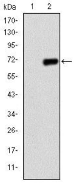 PGC1 alpha Antibody (1G8), Novus Biologicals 0.1mL; Unlabeled:Antibodies,