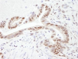 PGC1 alpha Antibody, Novus Biologicals 0.1mL; Unlabeled:Antibodies, Polyclonal