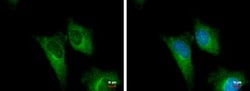 PGD Antibody, Novus Biologicals 0.1mg; Unlabeled:Antibodies, Polyclonal