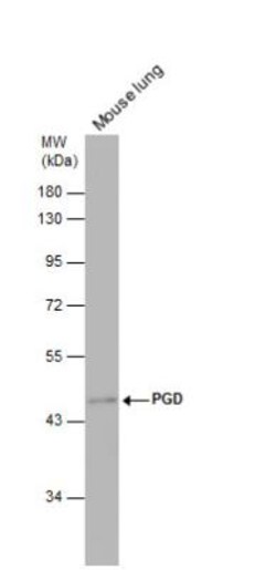 PGD Antibody, Novus Biologicals 0.1 mL | Buy Online | Novus Biologicals | Fisher Scientific