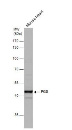 PGD Antibody, Novus Biologicals 0.1 mL | Buy Online | Novus Biologicals | Fisher Scientific