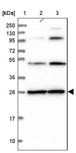 PGLS Antibody, Novus Biologicals:Antibodies:Primary Antibodies
