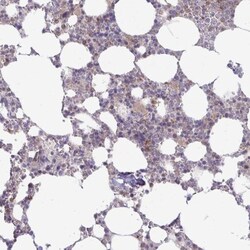 PGLYRP1/PGRP-S Antibody, Novus Biologicals 25 &mu;L | Buy Online | Novus Biologicals | Fisher Scientific