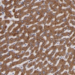 PGRMC1 Antibody, Novus Biologicals 25 &mu;L; Unlabeled:Antibodies, Polyclonal