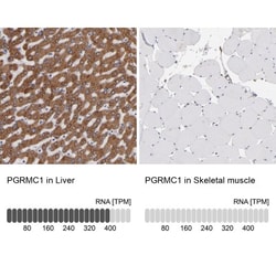 PGRMC1 Antibody, Novus Biologicals 25 &mu;L; Unlabeled:Antibodies, Polyclonal