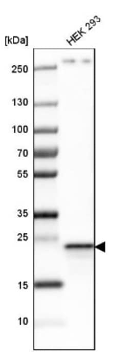 PGRMC1 Antibody, Novus Biologicals 25 &mu;L; Unlabeled:Antibodies, Polyclonal