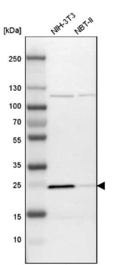 PGRMC1 Antibody, Novus Biologicals 25 &mu;L; Unlabeled:Antibodies, Polyclonal