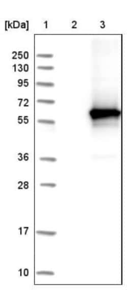 PHACS Antibody, Novus Biologicals:Antibodies:Primary Antibodies