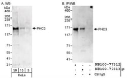 PHC3 Antibody, Novus Biologicals 0.1mg; Unlabeled:Antibodies, Polyclonal