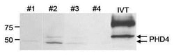 PHD4/HIF Prolyl Hydroxylase 4 Antibody, Novus Biologicals 0.1mL; Unlabeled:Antibodies,
