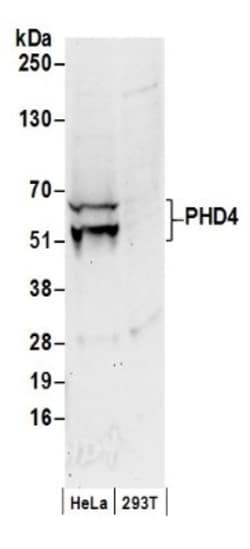 PHD4/HIF Prolyl Hydroxylase 4 Antibody, Novus Biologicals 0.1mL; Unlabeled:Antibodies,