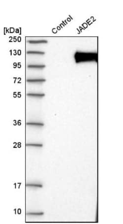 PHF15 Antibody, Novus Biologicals:Antibodies:Primary Antibodies