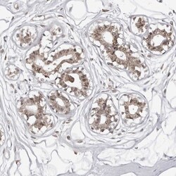 PHF3 Antibody, Novus Biologicals 0.1mL; Unlabeled:Antibodies, Polyclonal