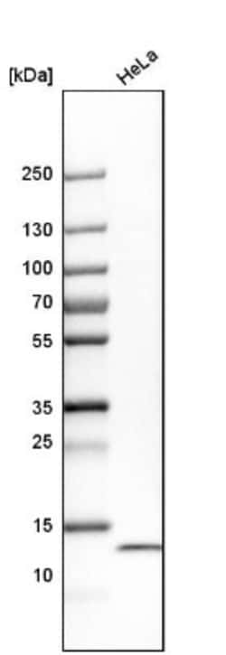 PHF5A Antibody, Novus Biologicals 25 &mu;L; Unlabeled:Antibodies, Polyclonal