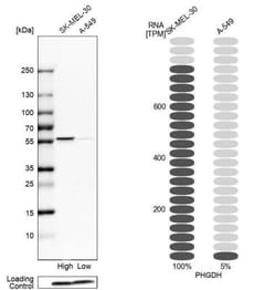 PHGDH Antibody, Novus Biologicals:Antibodies:Primary Antibodies