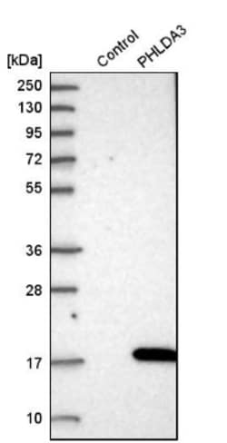 PHLDA3 Antibody, Novus Biologicals 25 &mu;L; Unlabeled:Antibodies, Polyclonal