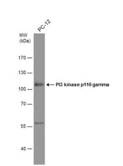 PI 3-Kinase p110 gamma Antibody, Novus Biologicals 0.1mL; Unlabeled:Antibodies,