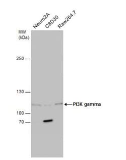 PI 3-Kinase p110 gamma Antibody, Novus Biologicals 0.1mL; Unlabeled:Antibodies,