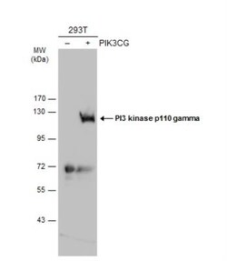 PI 3-Kinase p110 gamma Antibody, Novus Biologicals 0.1mL; Unlabeled:Antibodies,