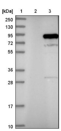 PI 3-Kinase p85 alpha Antibody, Novus Biologicals:Antibodies:Primary Antibodies