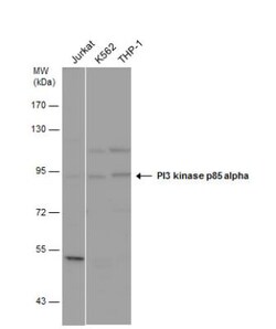 PI 3-Kinase p85 alpha Antibody, Novus Biologicals 0.1mL; Unlabeled:Antibodies,