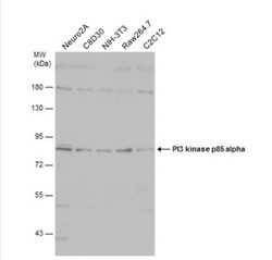 PI 3-Kinase p85 alpha Antibody, Novus Biologicals 0.1mL; Unlabeled:Antibodies,
