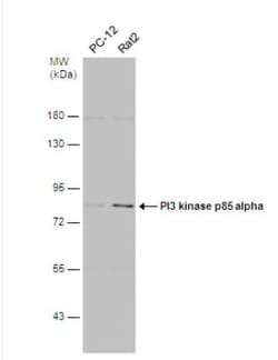 PI 3-Kinase p85 alpha Antibody, Novus Biologicals 0.1mL; Unlabeled:Antibodies,